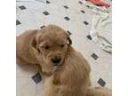 Golden Retriever Puppy for sale in Brookeville, MD, USA