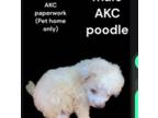 Poodle (Toy) Puppy for sale in Greenville, SC, USA