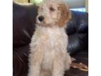 Goldendoodle