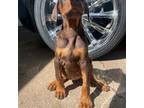 Doberman Pinscher Puppy for sale in Arlington, TX, USA