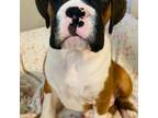 Boxer Puppy for sale in Lake Stevens, WA, USA