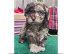 Poodle (Toy) Puppy for sale in Braselton, GA, USA