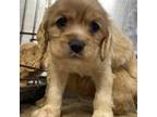 Cocker Spaniel Puppy for sale in Louisville, GA, USA