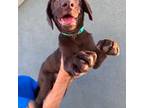 Labrador Retriever Puppy for sale in Wesley Chapel, FL, USA