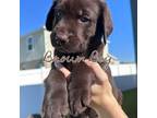 Labrador Retriever Puppy for sale in Wesley Chapel, FL, USA