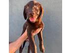 Labrador Retriever Puppy for sale in Wesley Chapel, FL, USA