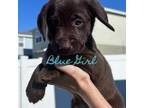 Labrador Retriever Puppy for sale in Wesley Chapel, FL, USA