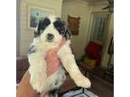 Aussiedoodle Puppy for sale in Burleson, TX, USA