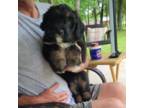 Aussiedoodle Puppy for sale in Burleson, TX, USA