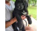 Aussiedoodle Puppy for sale in Burleson, TX, USA