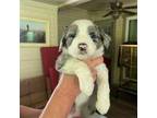 Aussiedoodle Puppy for sale in Burleson, TX, USA