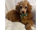 Poodle (Toy) Puppy for sale in Eden, MD, USA
