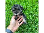 Schnauzer (Miniature) Puppy for sale in Pompano Beach, FL, USA