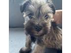 Schnauzer (Miniature) Puppy for sale in Pompano Beach, FL, USA