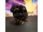 Mutt Puppy for sale in Butler, IN, USA