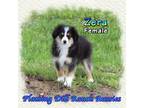 Miniature Australian Shepherd Puppy for sale in Forestburg, TX, USA