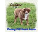 Miniature Australian Shepherd Puppy for sale in Forestburg, TX, USA