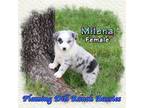 Miniature Australian Shepherd Puppy for sale in Forestburg, TX, USA