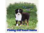 Miniature Australian Shepherd Puppy for sale in Forestburg, TX, USA