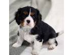 Cavalier King Charles Spaniel Puppy for sale in Binger, OK, USA