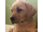 Labrador Retriever Puppy for sale in Madison, WI, USA