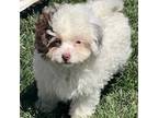 Mutt Puppy for sale in Wauseon, OH, USA