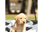 Labrador Retriever Puppy for sale in Willard, WI, USA