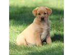 Labrador Retriever Puppy for sale in Willard, WI, USA