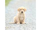 Labrador Retriever Puppy for sale in Willard, WI, USA