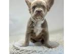 French Bulldog Puppy for sale in West Palm Beach, FL, USA