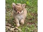 Chihuahua Puppy for sale in Ellington, MO, USA