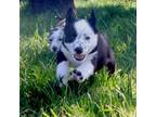 Australian Shepherd Puppy for sale in Scio, OR, USA