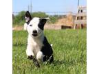 Australian Shepherd Puppy for sale in Scio, OR, USA