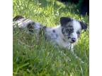 Australian Shepherd Puppy for sale in Scio, OR, USA