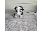 Australian Shepherd Puppy for sale in Scio, OR, USA