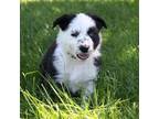 Australian Shepherd Puppy for sale in Scio, OR, USA