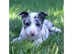 Australian Shepherd Puppy for sale in Scio, OR, USA