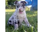 Australian Shepherd Puppy for sale in Scio, OR, USA