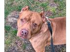 Rose *bonded W/ Guapo* *looking For Foster*, American Pit Bull Terrier For