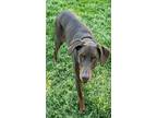 Fannie Mae, Doberman Pinscher For Adoption In Louisville, Kentucky