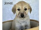 Josie, Golden Retriever For Adoption In Lillian, Texas