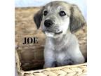Joe, Golden Retriever For Adoption In Lillian, Texas