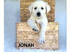Jonah, Golden Retriever For Adoption In Lillian, Texas