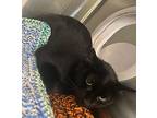 Mamas, Domestic Shorthair For Adoption In Sioux City, Iowa