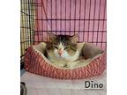 Dino, Domestic Shorthair For Adoption In Culpeper, Virginia