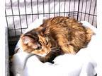 Ellie, Domestic Longhair For Adoption In Ogden, Utah