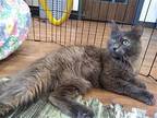 Florence, Domestic Shorthair For Adoption In Whitewater, Wisconsin