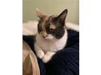 Abby, Domestic Shorthair For Adoption In Whitewater, Wisconsin