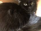 Hilary May, Domestic Longhair For Adoption In Sechelt, British Columbia