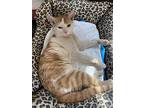 Spaghetti, American Shorthair For Adoption In Jersey City, New Jersey